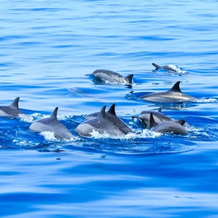 Dolphin watching -Watamu Marine Park