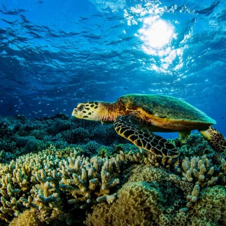 Watamu Dolphin watching & Snorkeling Tour photo 1