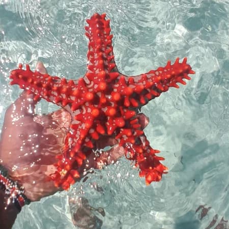 Watamu Dolphin watching & Snorkeling Tour photo 4