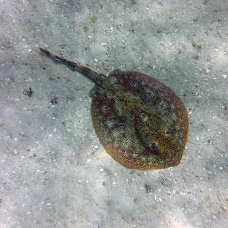 Watamu Dolphin watching & Snorkeling Tour photo 2