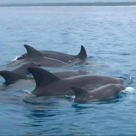 Watamu Dolphin watching & Snorkeling Tour photo 8