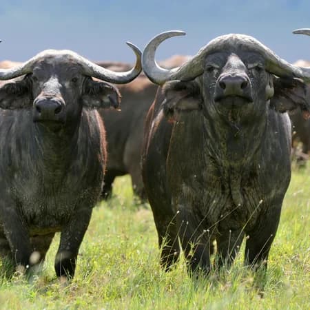 3 Day Tsavo East & Amboseli Safari photo 7