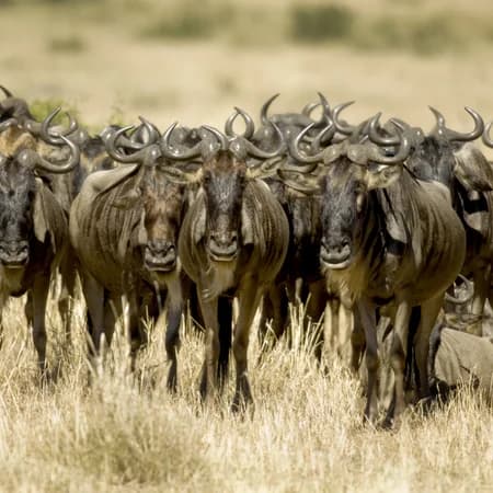 Northern Kenya: Adventure, Culture & Wildlife