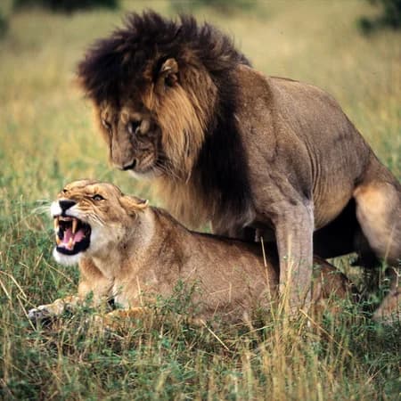 7 Day Safari Masai Mara, Lake Nakuru, Amboseli, Tsavo East photo 10