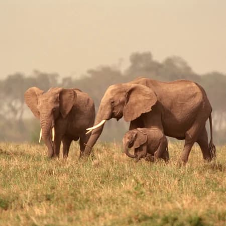 3 Day Tsavo East & Tsavo West Safari from Watamu photo 8