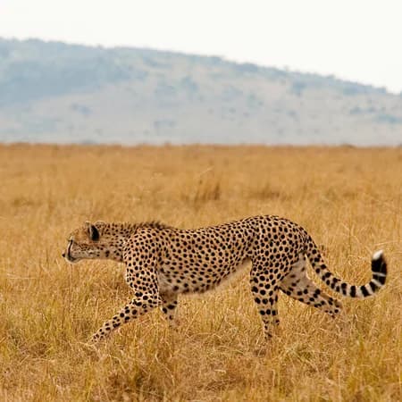 3 Day Tsavo East & Tsavo West Safari from Watamu photo 6