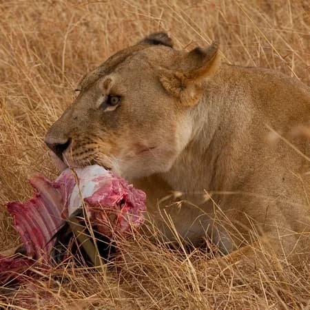 7 Day Safari Masai Mara, Lake Nakuru, Amboseli, Tsavo East photo 9