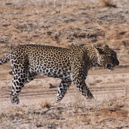 2 Day Tsavo East National Park Safari photo 5