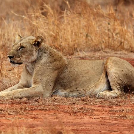 3 Day Tsavo East & Tsavo West Safari from Watamu