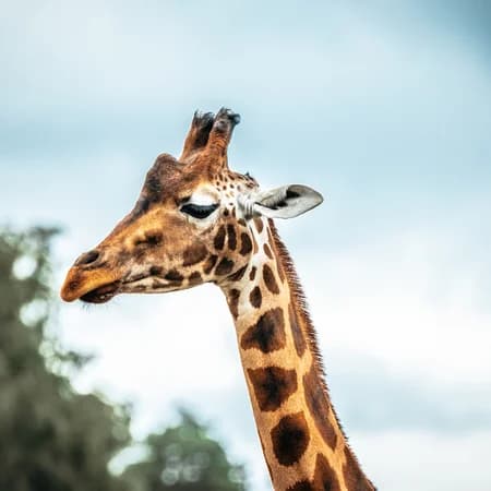 4 Days Safari - Tsavo East , Taita Hills & Amboseli photo 6