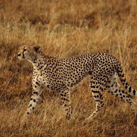 2 Day Tsavo East National Park Safari photo 6