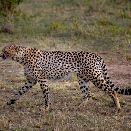 4 Days Safari - Tsavo East , Taita Hills & Amboseli