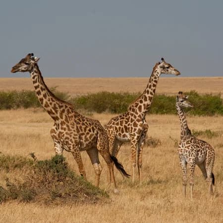 3 Day Tsavo East & Tsavo West Safari from Watamu photo 7