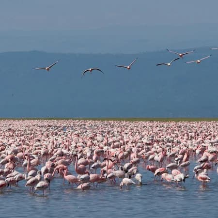 7 Day Safari Masai Mara, Lake Nakuru, Amboseli, Tsavo East