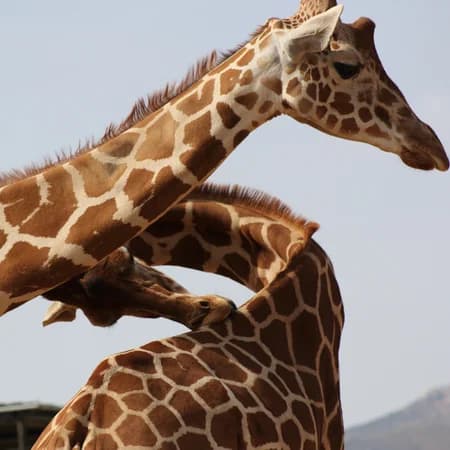 7 Day Safari Masai Mara, Lake Nakuru, Amboseli, Tsavo East photo 7
