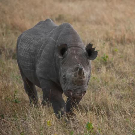 Northern Kenya: Adventure, Culture & Wildlife photo 5