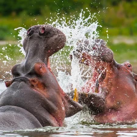 3 Day Tsavo East & Amboseli Safari photo 5