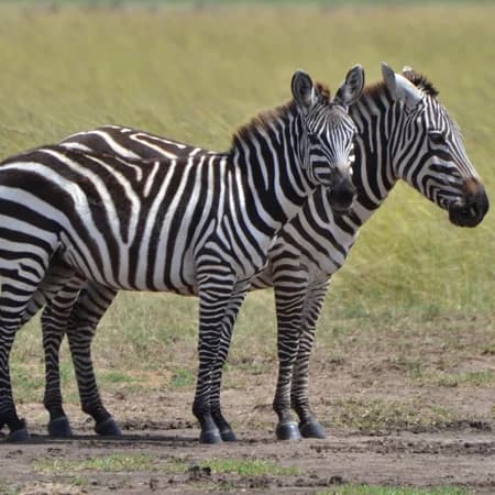 3 Day Tsavo East & Tsavo West Safari from Watamu photo 2