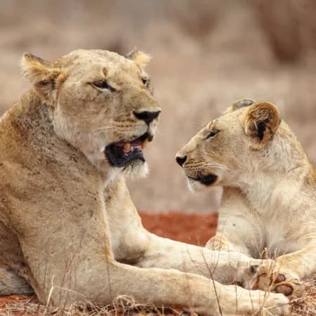 2 Day Tsavo East National Park Safari