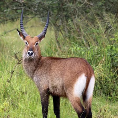 3 Day Tsavo East & Tsavo West Safari from Watamu photo 1