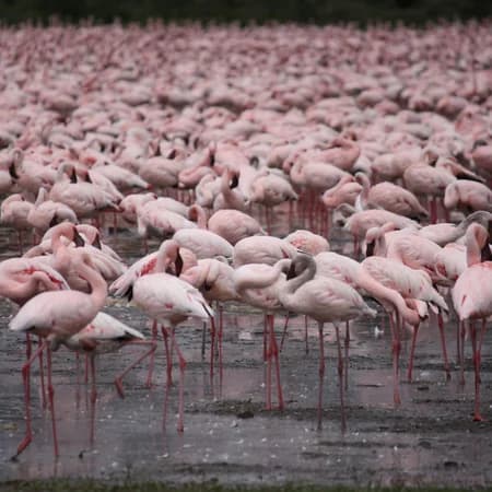 7 Day Safari Masai Mara, Lake Nakuru, Amboseli, Tsavo East