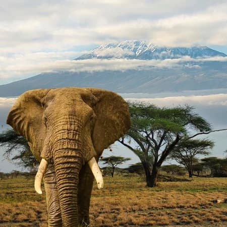 3 Day Tsavo East & Amboseli Safari