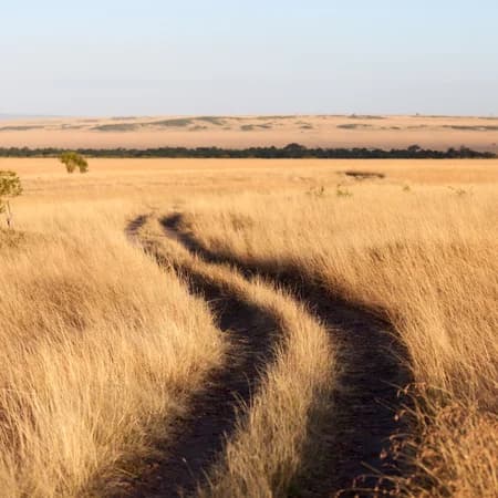 Guided by Conservation, Inspired by the Wild