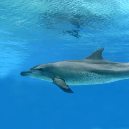 Dolphin watching -Watamu Marine Park
