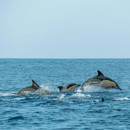 Dolphin watching -Watamu Marine Park photo 7