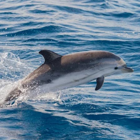Dolphin watching -Watamu Marine Park photo 4