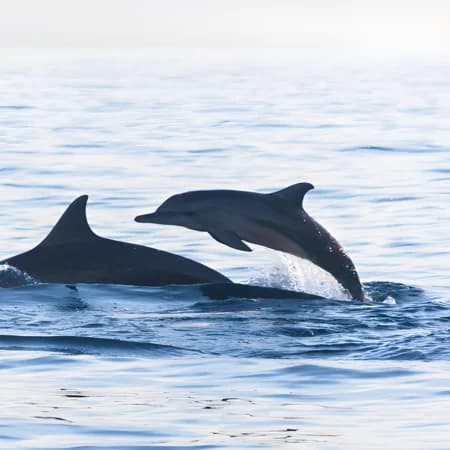 Dolphin watching -Watamu Marine Park photo 1