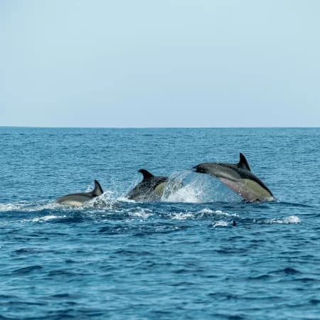 Dolphin watching -Watamu Marine Park photo 5