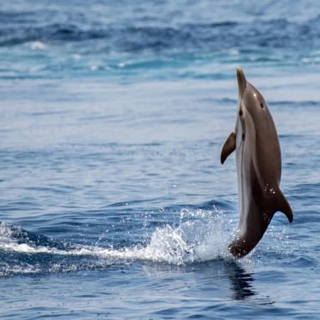 Dolphin watching -Watamu Marine Park photo 3