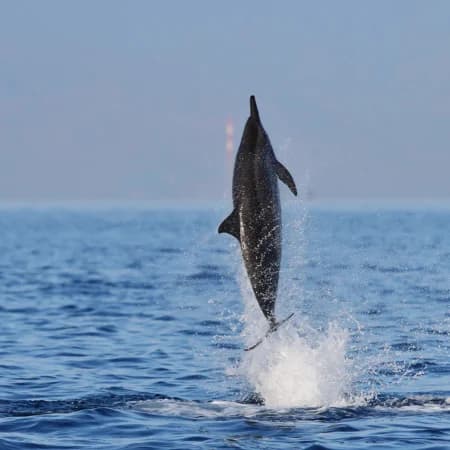 Dolphin watching -Watamu Marine Park photo 6